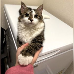 My sweetie ❤️Chloe❤️😽😽😽